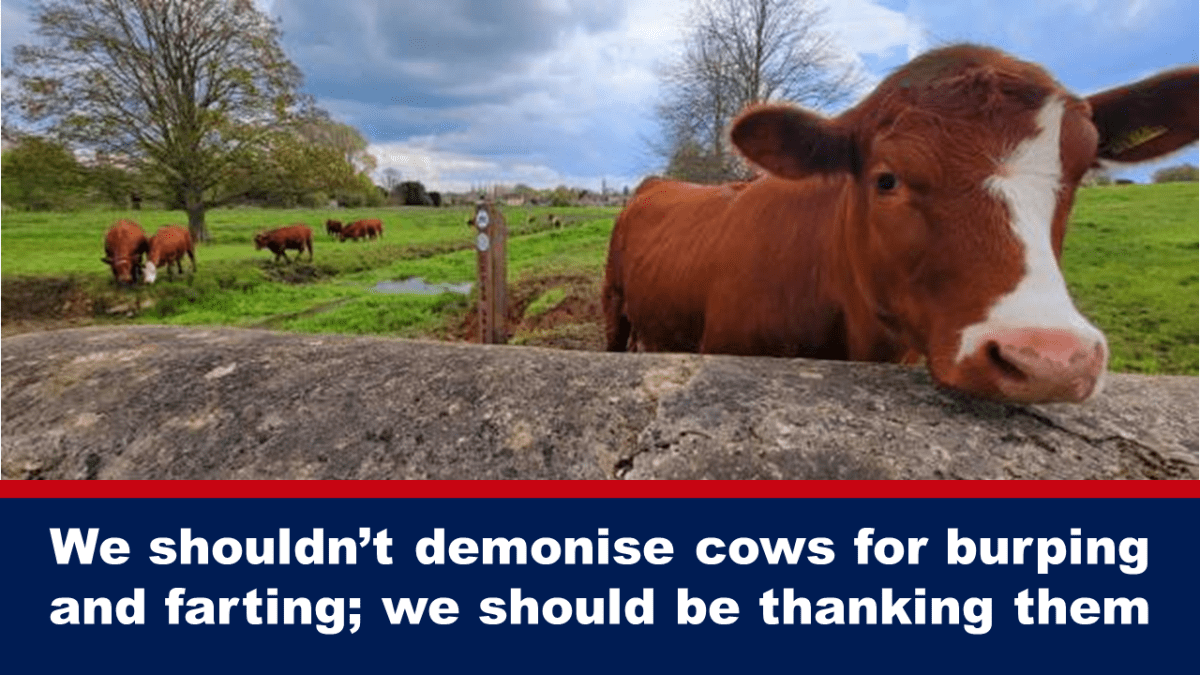 Nem kellene dmonizlnunk a teheneket, amirt bfgnek, meg kellene ksznnnk nekik