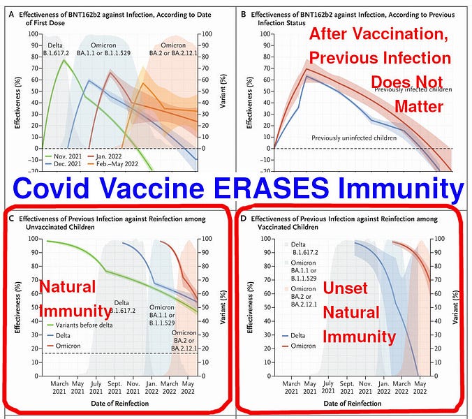 예, Covid 백신은 자연 면역을 죽이고 제거합니다.