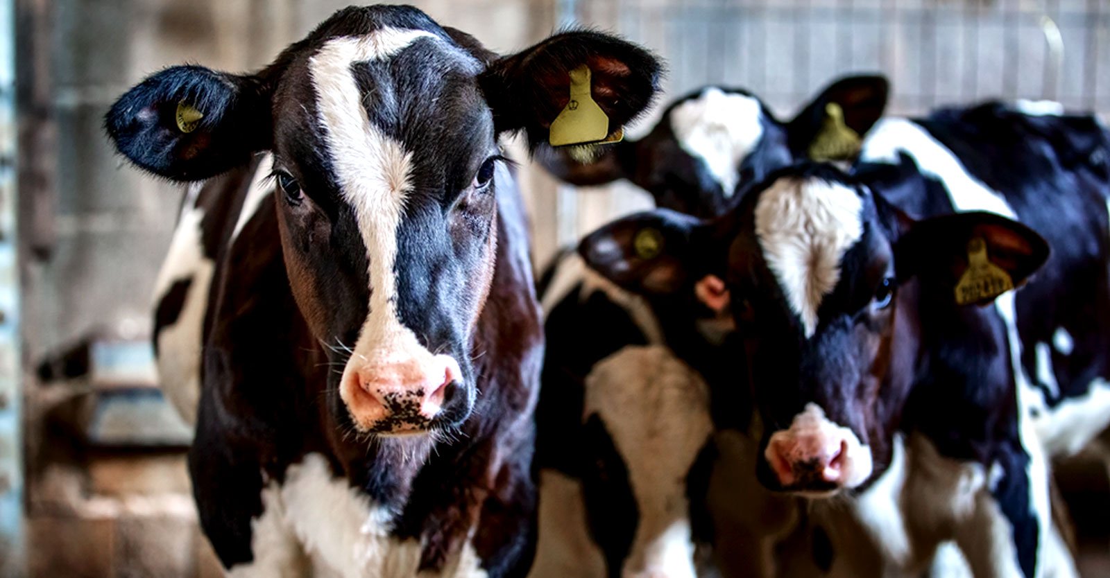 Paano pinapatay ng mga megamerger ng industriya ang mga dairy farm ng pamilya