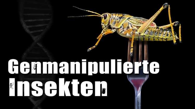 Mga genetically modified na insekto - sinadya ba ang panganib?