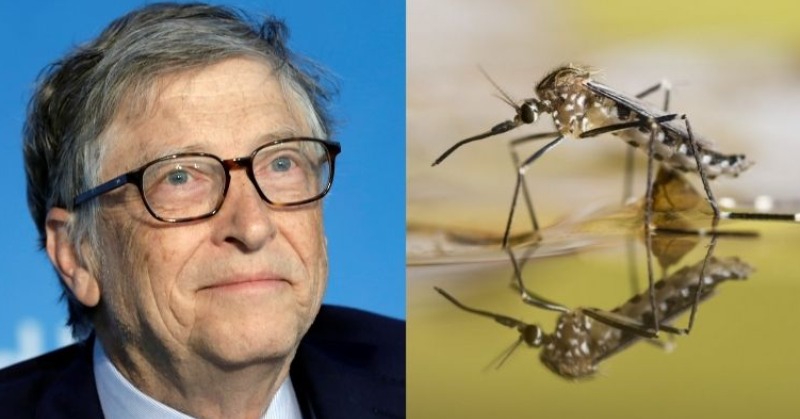 Ang kumpanyang pinondohan ni Bill Gates ay naglabas ng 150,000 genetically modified na lamok sa ligaw