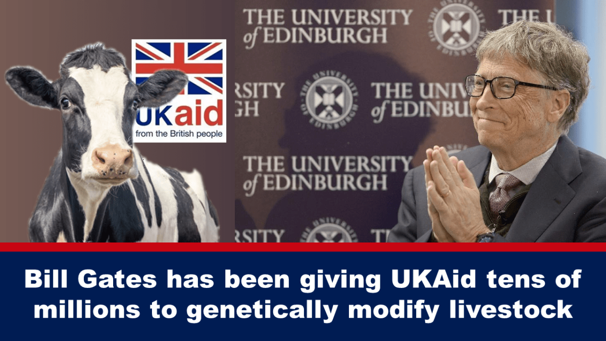 Bill Gates มอบเงินหลายสิบล้านให้กับ UKAid เพื่อดัดแปลงพันธุกรรมปศุสัตว์