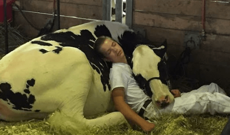 เด็กชายผู้เหน็ดเหนื่อยและวัวของเขาแพ้ที่งานนม หลับไปและชนะทางอินเทอร์เน็ต