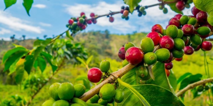เดอะการ์เดียนกล่าวว่าการเปลี่ยนแปลงสภาพภูมิอากาศคุกคามการผลิตกาแฟเมื่อผลผลิตเพิ่มขึ้น
